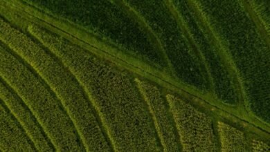 market expansion and competition