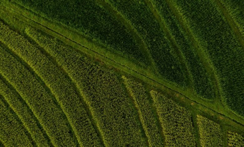 market expansion and competition