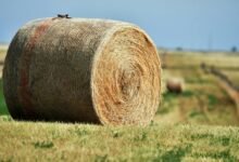 fusion node expansion path