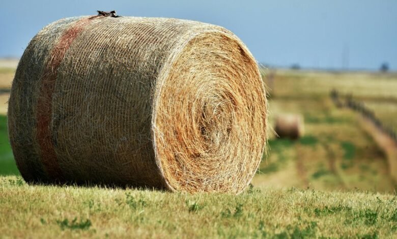 fusion node expansion path