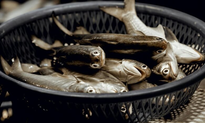 market flow at hypernova lane